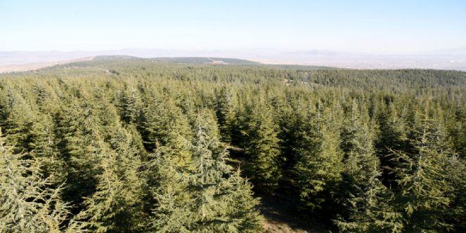 Saraydüzü mevkiinde bulunan ormanlık alan Belediye'ye tahsis edildi