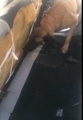 Afyon'da yakıt deposuna saklanan esrarı eğitimli narkotik köpeği buldu