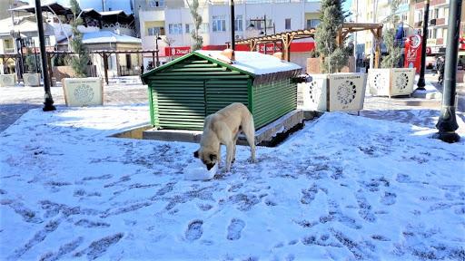 Sandıklı'da sokak hayvanları unutulmadı