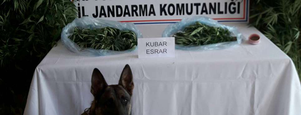 Başmakçı'da 3 kg esrar ele geçirildi