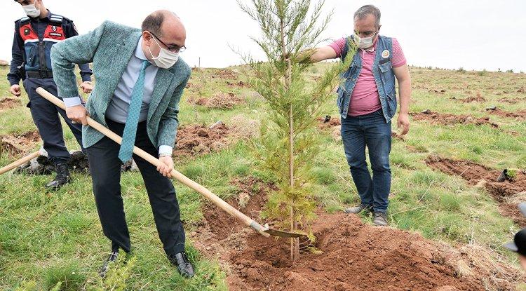 Yunus Emre ve Türkçe Yılı dolayısıyla çam fidanı dikildi