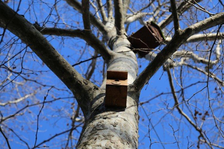 Rize'de ağaçlara kuş yuvaları asılıyor