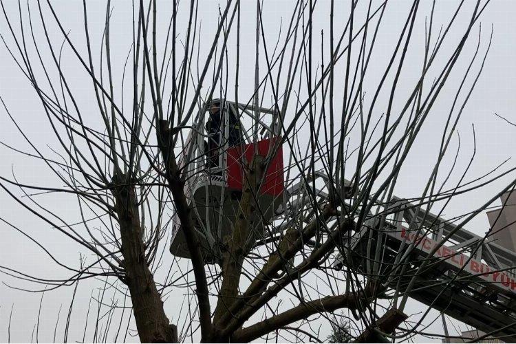 Kocaeli'nde ağaçta mahsur kalan kediyi itfaiye kurtardı