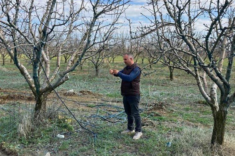 Mudanya İlçe Tarım'dan fenolojik kontrol