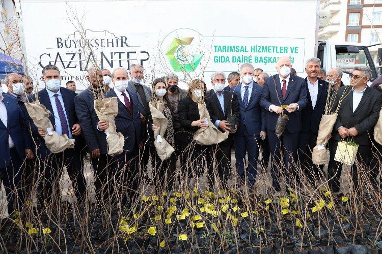 Gaziantep'te Oğuzeli çiftçisine fidan dağıtıldı