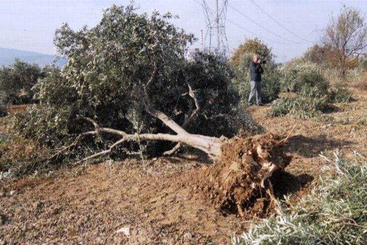 "Zeytin ağaçları kesilmeyecek, taşınacak"