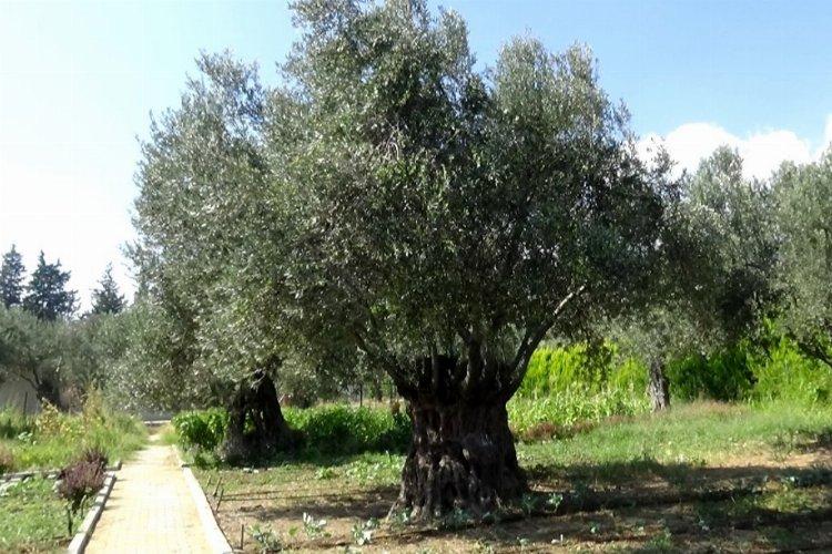 İTG: "Zeytin ağacını üzmeyin, yanlış karardan dönün"