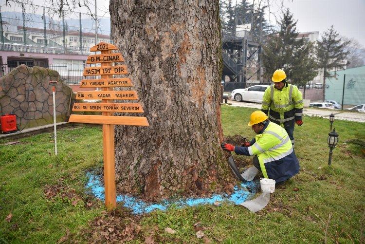 Bursa’nın çınarları koruma altında