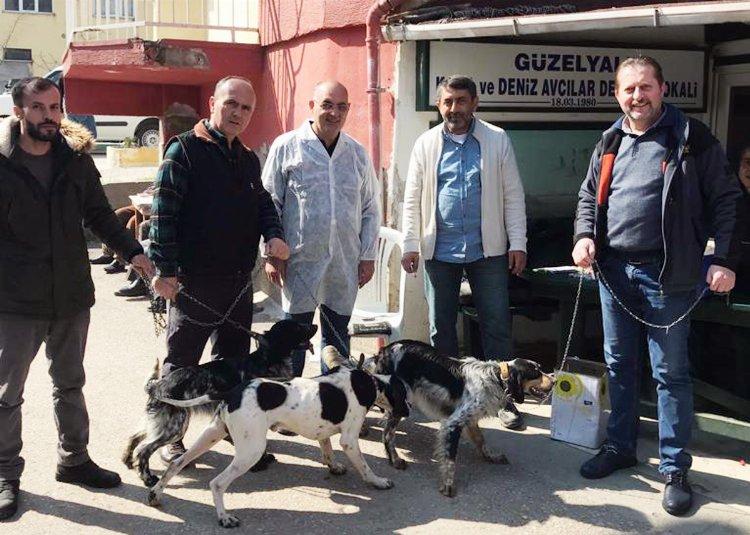 Bursa Mudanya'da 30 av köpeği kimliklendirildi