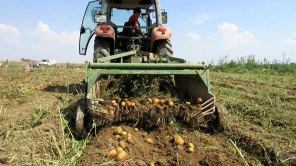 Patates üreticisi 2 yıldır zararda