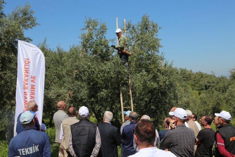 Bursa Orhangazi'de zeytinde verimi artıracak budama etkinliği