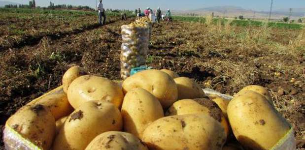 Sandıklı'da patates ekim alanları azalıyor