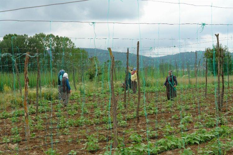 Bilecik Pazaryeri'nde 'Boncuk Fasulyesi'nde iplikleme mesaisi