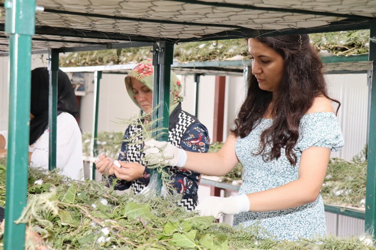 Kocaeli İzmit'te ilk koza hasadı yapıldı