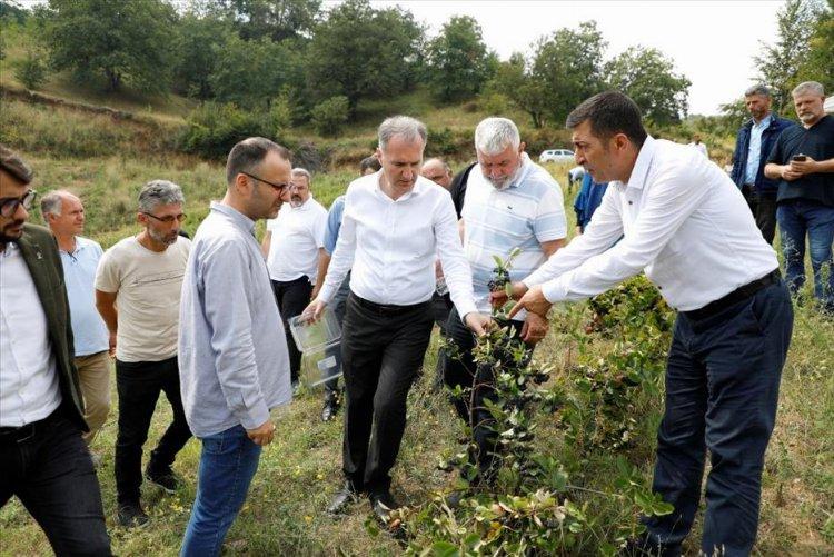 İnegöl’de süper meyve Aronya’nın hasadı başladı