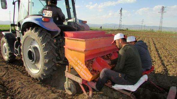 Sandıklı'da patates ekim alanları azalıyor