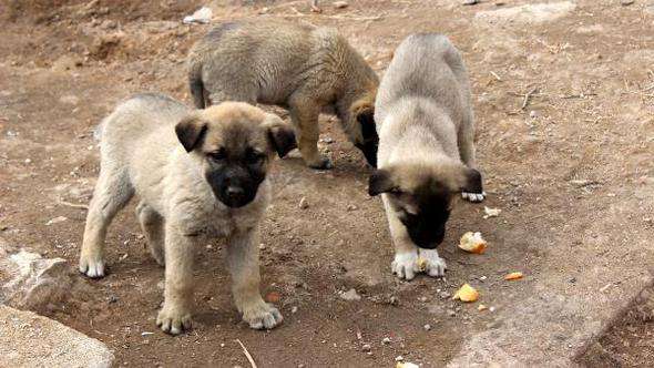 Sokak köpekleri korumaya alındı