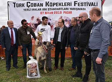 Vali Mustafa Tutulmaz Türk Çoban Köpekleri Festivali’ne katıldı