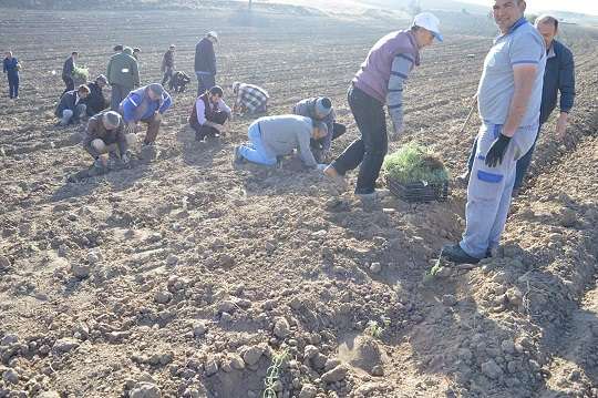 Kızılören’de lavanta dikimi başladı