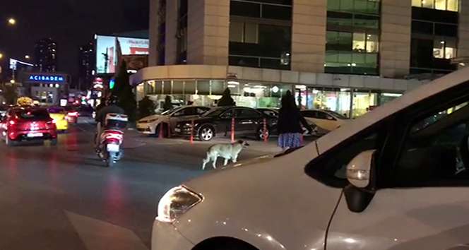 Kadın sürücü trafiği durdurup, yaya geçidinde bekleyen köpeği yolun karşısına geçirdi