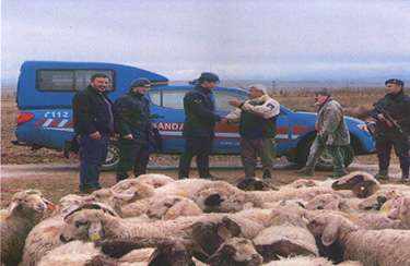 Arazide kaybolan hayvanları jandarma buldu