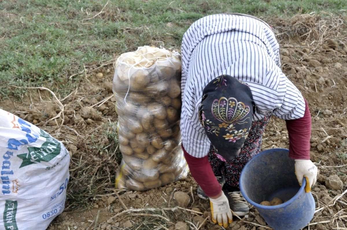 Afyonkarahisar patates üretiminde 3. il