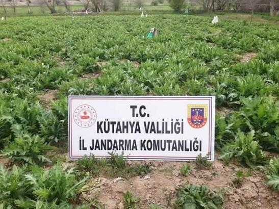 5 bin kök kaçak haşhaş ele geçirildi