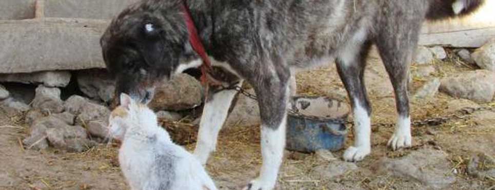 Kedi ve köpek birbirinden ayrılmıyor