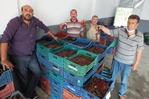 Çay'da vişne sezonu bereketli başladı