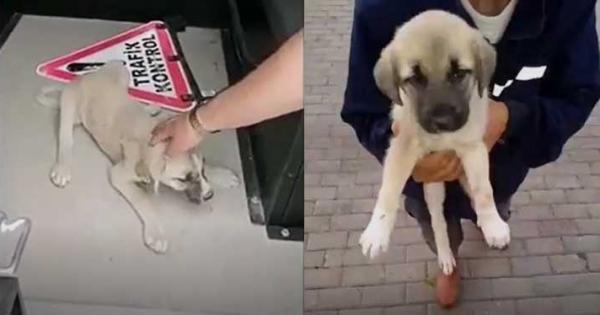 Bayat İlçesi'nde arabanın çarptığı köpek sağlığına kavuştu