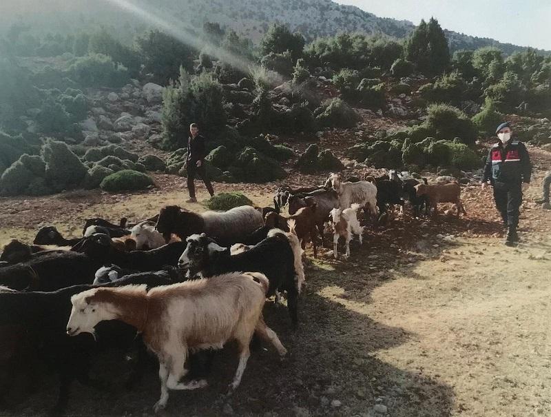 Başmakçı'da 38 adet küçükbaş hayvan kayboldu