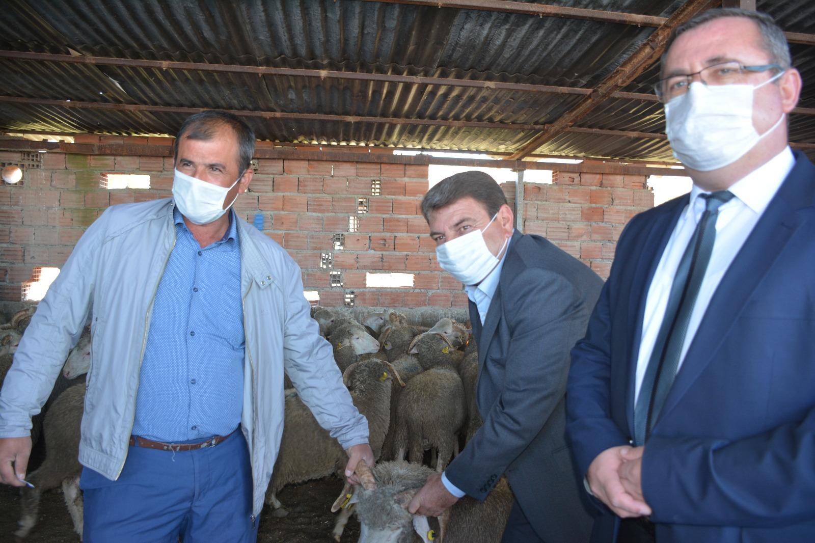 Başkan Sarı, Damızlık Koç Dağıtım Törenine katıldı