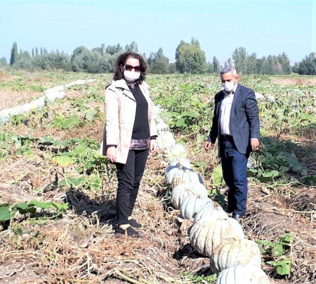 Patates ve balkabağı aynı tarlada üretiliyor