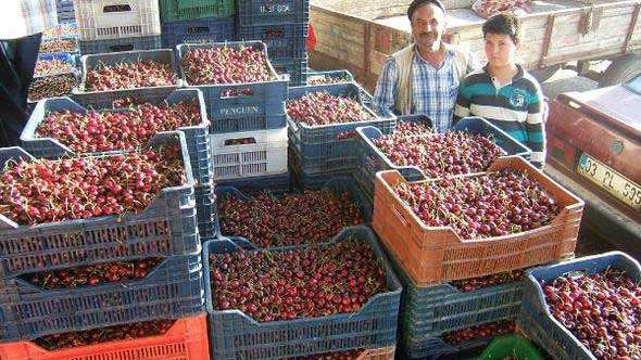 Çay'da kiraz hasadı başladı