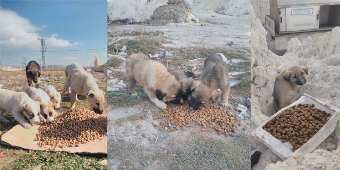 Afyonkarahisar Belediyesi sokak hayvanlarını unutmadı