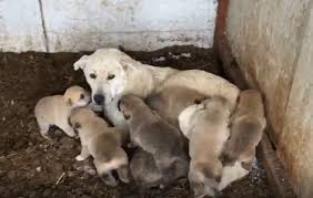 Kar altında kalan yavru köpekler donmak üzereyken kurtarıldı